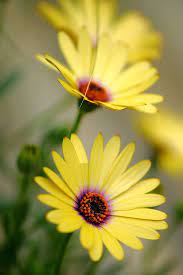 Pin On Flowers