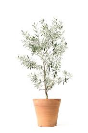 Move Over Fiddle Leaf Fig Here S Why The Olive Tree Is Our New Favorite Houseplant Best Indoor Trees Big Indoor Plants Indoor Olive Tree