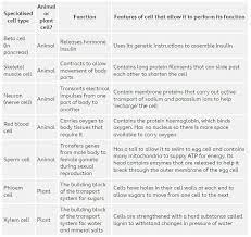 Animal cells are generally smaller than plant cells and lack a cell wall and chloroplasts; Please Give Examples 5 Of Specialised Cells In Animals Their Funtions In The Body Adaptations To Their Brainly In