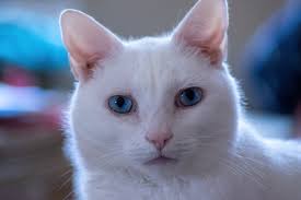 Download free cats wallpapers and desktop backgrounds! White Cat With Blue Eyes Photo Free Cat Image On Unsplash