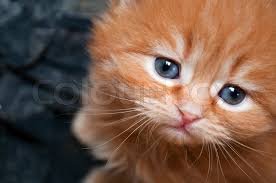 Check spelling or type a new query. Sad Kitten With Blue Eyes Stock Image Colourbox