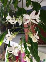 Image result for Clerodendrum toxicarium