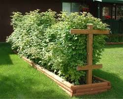 Pin By Georgette Bennett On Garden Raspberry Plants Garden Planning Plants