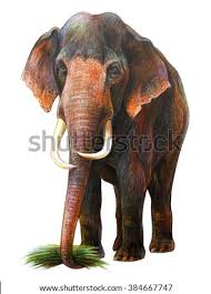 Realistic rose drawing deer drawing animal drawings art drawings elephant drawings drawing animals safari animals animals and pets pencil drawings. Shutterstock Puzzlepix