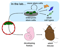 embryonic stem cells where do they come from and what can