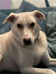 Jersey Dog Owners Group