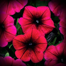 Numerous hybrid series, such as shock wave, easy wave. Shock Wave Deep Purple Petunia Flower Seed Pack 100 Stratisfied Seeds Buy Online In Andorra At Andorra Desertcart Com Productid 9274314
