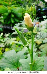 Lady's finger, also known as okra, is an essential vegetable in many of the households all over the world. Okra Stock Photos Images Pictures Planting Vegetables Lady Finger Vegetable Plants