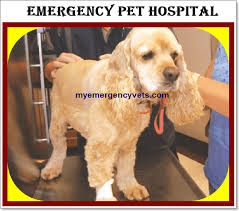 Vetss offers routine exams and 24 hour pet emergency services. Emergency Vet Hospital 24 Hour Vet Animal Hospital Veterinarian 2020