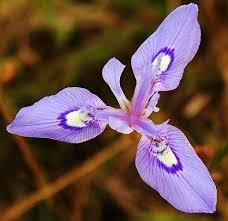 Image result for Moraea elliotii