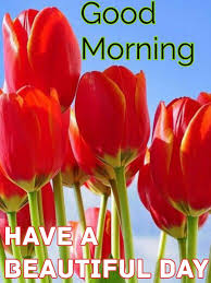 Pin By Vinayak Shetty On Good Morning Tulips Flowers Beautiful Flowers Flowers