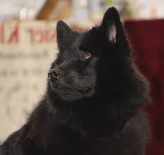 Born 6 may 1985) is a former dutch professional footballer who played for ajax as a midfielder or defender. Eurasier Vom Wengert Uber Anouk