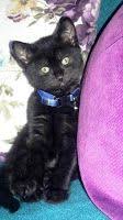 Kedi Sahiplendim Merhaba Ben Golge Kedi Kediler Kedisahiplenme Ankarakedisi Siyahankarakedisi Ingilizkedisi Siyahkedi Ka Kedi Hayvanlar Yavru Kediler