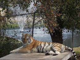 Alabama Gulf Coast Zoo Alabama Gulf Coast Zoo Vacation Road Trips Romantic Honeymoon Destinations