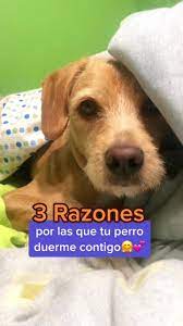 3 razones por las que tu perro duerme contigo | TikTok