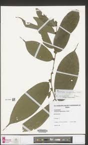 Image result for Afrostyrax kamerunensis