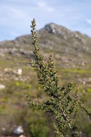 Image result for Cliffortia