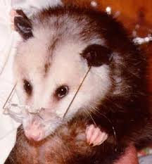 Persimmons, also a local native. Opossum Diet