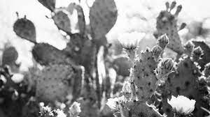 She was discovered by chip taylor at the south by southwest music festival in 2001. Carrie Rodriguez Music Live Stream Youtube