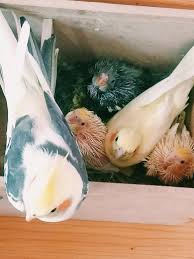 Pin By Nicole On Birds Pet Birds Budgies Bird Cute Animals