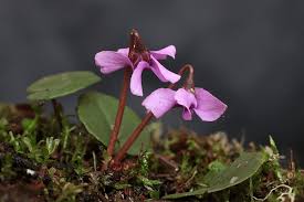 Image result for Cyclamen parviflorum