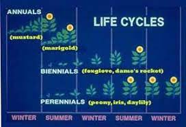 Pin On D I Y Gardening