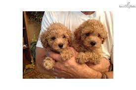 We did not find results for: Malti Poo Maltipoo For Sale Cute Animals Maltipoo Puppy Puppies