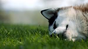 Whether your dog will sleep on a bed or in a crate, it is important that his bed, crate, or pad is the appropriate size. Do Dogs Dream