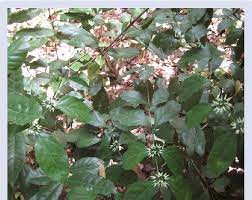 Image result for Psydrax