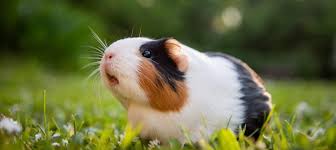How do you know if your guinea pig is sad?