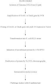 Us8241645b2 Vaccine Google Patents