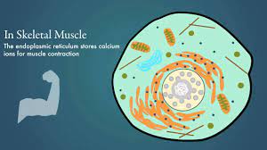 Manufacture of membrane proteins or integral membrane proteins that stay embedded in the membranes as vesicles exit and bind to new. Endoplasmic Reticulum Youtube
