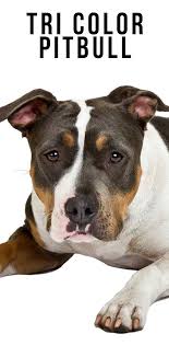Tri Color Pitbull Their Patterns Shades And Genetics