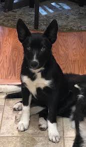 The border collie mixed with german shepherd might be prone to the following: Pepper The Border Collie German Shepherd Mix Dogperday Cute Puppy Pictures Dog Photos Cute Videos Holistic Pet Care Cute Puppy Pictures Holistic Pet Puppy Pictures
