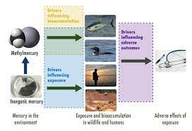 Environmental Factor March 2018 Niehs Funded Papers Inform Efforts To Reduce Mercury Pollution