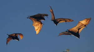 However, fruit bats have a serious taste for all types of fruits ranging from bananas to mangos, dates, avocados, wild dates and any type of pulpy fruit. The Little Mariana Fruit Bat Fanihi Of Guam Moira Risen 12 Images