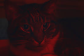 Red Cat Pretty Little Red Cat Red Aesthetic