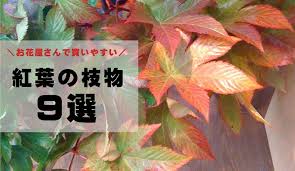 お花屋さんで手に入りやすい 紅葉が美しい秋の枝物 9種まとめ 切花情報サイト ハナラボノート