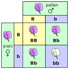 The square is a simple tool that uses the outcome of meiosis to determine possible offspring in a cross. File Punnett Square Mendel Flowers Svg Wikimedia Commons