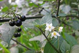 Fiori spontanei di colore bianco. Piante Velenose Selvatiche Riconoscimento E Precauzioni Coltivazione Biologica