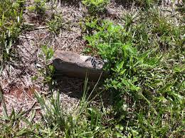 Elizabeth “Betsy” Bell Jeter (1747-1833)