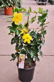 Dipladenie Spalier Gelb Dipladenia Sundaville Yellow Pflanzen Rankende Pflanze Kubelpflanzen