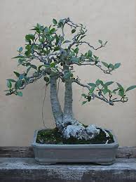 Image result for Ficus obliqua