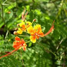 Image result for Caesalpinia rubra