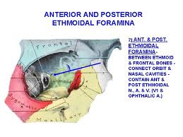 Order to deﬁne the distances and angulations between identiﬁable bony landmarks and. Skull Session Bones Rigidly Connected By Sutures To