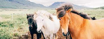 Maybe you would like to learn more about one of these? Equine Mortality Insurance For Your Horse Trusted Choice