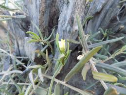 Image result for Talinum tenuissimum