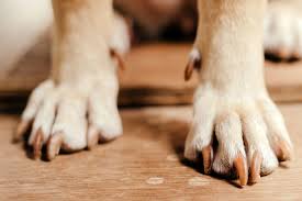 If you have first aid supplies available, we suggest covering the wound with a gauze pad or a telfa pad and then wrapping it with an ace bandage. How To Stop A Dog S Nail From Bleeding Daily Paws
