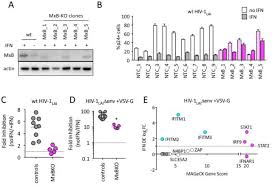 Human immunodeficiency virus (hiv) presents a complex knot for scientists to unravel. A Virus Packageable Crispr Screen Identifies Host Factors Mediating Interferon Inhibition Of Hiv Biorxiv