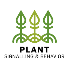 Insights into the function of the phasiRNA-triggering miR1514 in response to stress in legumes